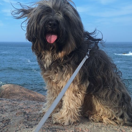 Yoshii, ein Tibet Terrier, sitzt auf einem Felsen am Meer